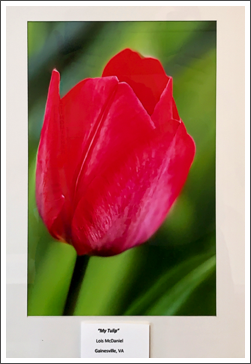 My Tulip,
Lois McDaniel